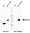 Stathmin-2 antibody, PA5-23049, Invitrogen Antibodies, Western Blot image 