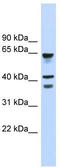G Protein-Coupled Receptor 27 antibody, TA342543, Origene, Western Blot image 