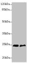 SERTA Domain Containing 1 antibody, CSB-PA883406LA01HU, Cusabio, Western Blot image 