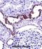 Mucolipin 1 antibody, abx027461, Abbexa, Immunohistochemistry frozen image 