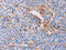 Perilipin-2 antibody, CSB-PA777514, Cusabio, Immunohistochemistry frozen image 