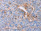 PLIN2 antibody, CSB-PA777514, Cusabio, Immunohistochemistry frozen image 