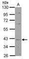 LanC-like protein 1 antibody, NBP2-19329, Novus Biologicals, Western Blot image 