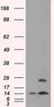 Transmembrane Protein 100 antibody, NBP1-48024, Novus Biologicals, Western Blot image 