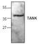 TRAF family member-associated NF-kappa-B activator antibody, GTX59886, GeneTex, Western Blot image 