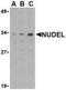 NudE Neurodevelopment Protein 1 Like 1 antibody, NBP1-76677, Novus Biologicals, Western Blot image 