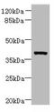 O08691 antibody, A58118-100, Epigentek, Western Blot image 