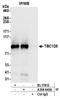 TBC1 Domain Family Member 5 antibody, A304-645A, Bethyl Labs, Immunoprecipitation image 