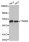 Tripartite Motif Containing 29 antibody, MBS128873, MyBioSource, Western Blot image 