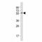 Melanocyte Inducing Transcription Factor antibody, F41536-0.4ML, NSJ Bioreagents, Western Blot image 