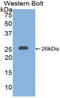 C-X-C Motif Chemokine Ligand 16 antibody, LS-C293304, Lifespan Biosciences, Western Blot image 