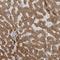 Gamma-Aminobutyric Acid Type B Receptor Subunit 1 antibody, NBP2-14033, Novus Biologicals, Immunohistochemistry frozen image 