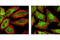 REL Proto-Oncogene, NF-KB Subunit antibody, 4727P, Cell Signaling Technology, Immunofluorescence image 