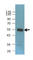 RAD23 Homolog B, Nucleotide Excision Repair Protein antibody, 654201, BioLegend, Western Blot image 