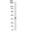 CD99 Molecule (Xg Blood Group) antibody, 33-439, ProSci, Western Blot image 