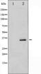 Cyclin Dependent Kinase 5 antibody, abx010547, Abbexa, Western Blot image 