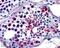 Four And A Half LIM Domains 1 antibody, NB100-1460, Novus Biologicals, Immunohistochemistry frozen image 
