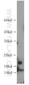 NBL1, DAN Family BMP Antagonist antibody, 12069-1-AP, Proteintech Group, Western Blot image 