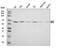 c-Myc antibody, A00026-1, Boster Biological Technology, Western Blot image 