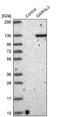 GTPase Activating Rap/RanGAP Domain Like 3 antibody, NBP1-90799, Novus Biologicals, Western Blot image 