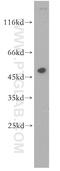 Tektin 1 antibody, 18968-1-AP, Proteintech Group, Western Blot image 