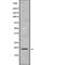 G-protein-signaling modulator 3 antibody, abx148057, Abbexa, Western Blot image 