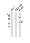 RAD9 Checkpoint Clamp Component B antibody, PA5-49349, Invitrogen Antibodies, Western Blot image 