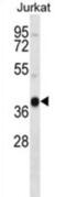  antibody, abx027350, Abbexa, Western Blot image 