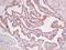 Sideroflexin 3 antibody, orb186110, Biorbyt, Immunohistochemistry paraffin image 