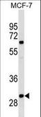 Olfactory Receptor Family 4 Subfamily M Member 2 antibody, LS-C158475, Lifespan Biosciences, Western Blot image 