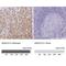 Annexin A10 antibody, NBP1-90156, Novus Biologicals, Immunohistochemistry paraffin image 