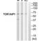 Torsin 1A Interacting Protein 1 antibody, A06631, Boster Biological Technology, Western Blot image 