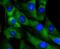 Cyclin Dependent Kinase 4 antibody, NBP2-67736, Novus Biologicals, Immunofluorescence image 