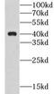 C-Type Lectin Domain Family 4 Member G antibody, FNab01755, FineTest, Western Blot image 