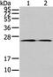 Tumor Suppressor Candidate 1 antibody, CSB-PA290881, Cusabio, Western Blot image 