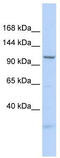 Mtr4 Exosome RNA Helicase antibody, TA341595, Origene, Western Blot image 