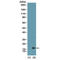 Mono-Methyl-Histone H3 antibody, TA160008, Origene, Western Blot image 