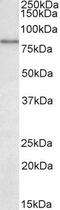 Uromodulin antibody, PA5-37902, Invitrogen Antibodies, Western Blot image 