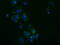 Adenylate Kinase 3 antibody, M08019-2, Boster Biological Technology, Immunofluorescence image 