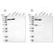 Methylenetetrahydrofolate Dehydrogenase (NADP+ Dependent) 1 Like antibody, PA5-56047, Invitrogen Antibodies, Western Blot image 