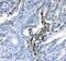 Coagulation Factor II, Thrombin antibody, PA5-79226, Invitrogen Antibodies, Immunohistochemistry paraffin image 