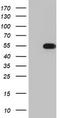 TIMELESS-interacting protein antibody, LS-C336749, Lifespan Biosciences, Western Blot image 