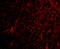 Mesencephalic Astrocyte Derived Neurotrophic Factor antibody, 4349, ProSci Inc, Immunofluorescence image 