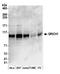 Glutamine Rich 1 antibody, A304-934A, Bethyl Labs, Western Blot image 