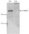 SET Domain Containing 1A, Histone Lysine Methyltransferase antibody, TA347284, Origene, Western Blot image 