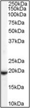 Phospholipid hydroperoxide glutathione peroxidase, mitochondrial antibody, AP22541PU-N, Origene, Western Blot image 