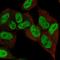Zinc Finger Protein 333 antibody, HPA054680, Atlas Antibodies, Immunofluorescence image 