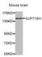 FACT complex subunit SPT16 antibody, abx002645, Abbexa, Western Blot image 