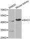 BAG family molecular chaperone regulator 1 antibody, abx001023, Abbexa, Western Blot image 