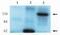 Rho/Rac Guanine Nucleotide Exchange Factor 2 antibody, MBS395796, MyBioSource, Western Blot image 